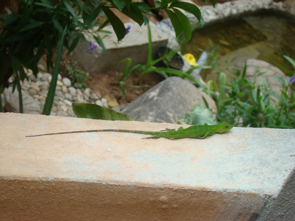 Hotel Bigu Puerto Escondido  Luaran gambar